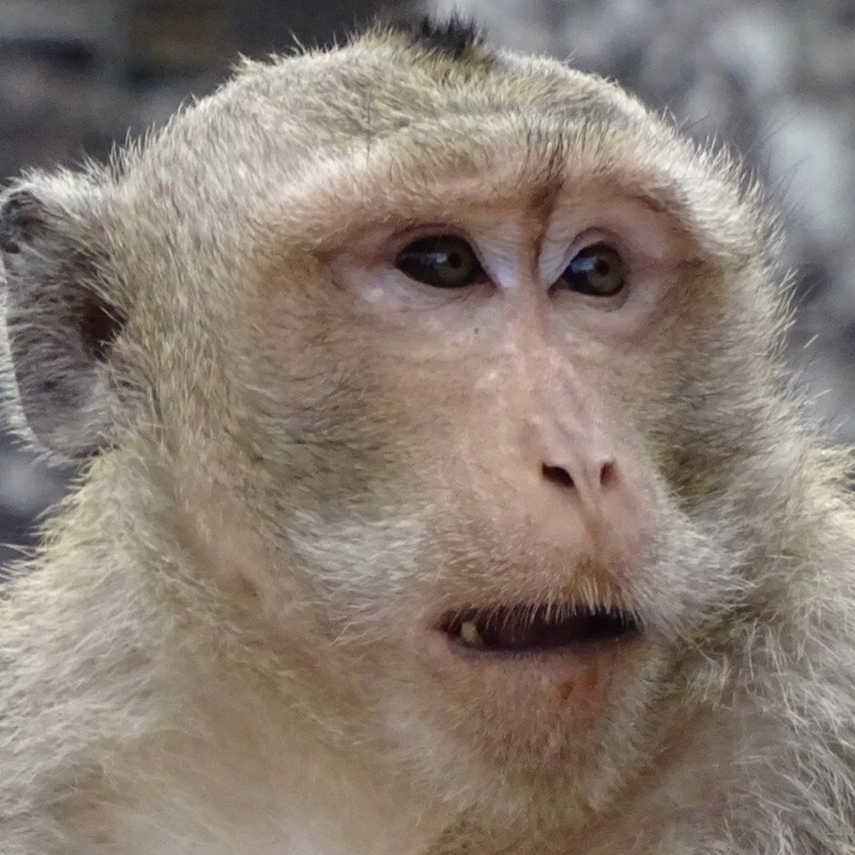 Monkey Business episode artwork