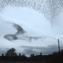 Quiet Birds In Circled Flight