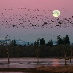 أحمد الحمادي