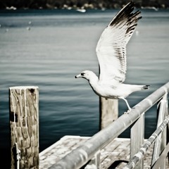 Taking Flight with Sukhada