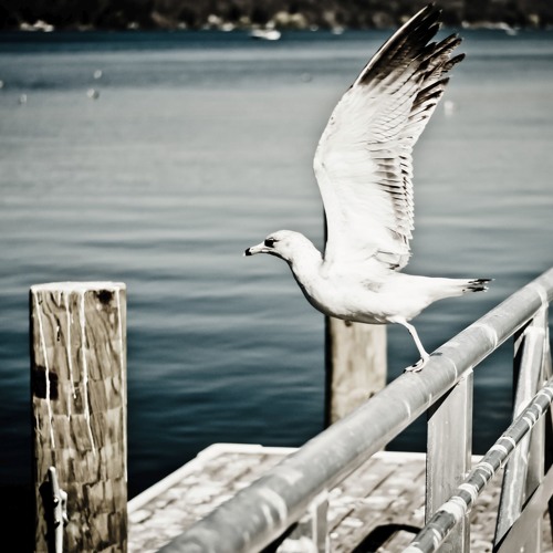 Taking Flight with Sukhada
