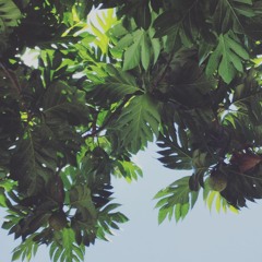 at home in jamaica #2