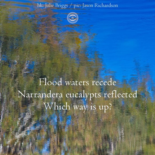Haiku #187: Flood waters recede / Narrandera eucalypts reflected / Which way is up?
