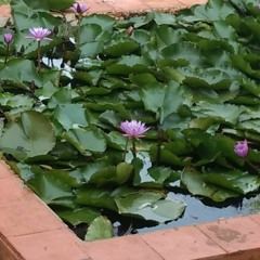 Akka Kelavva in Jazz