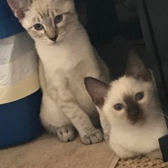 Bolt and Nova