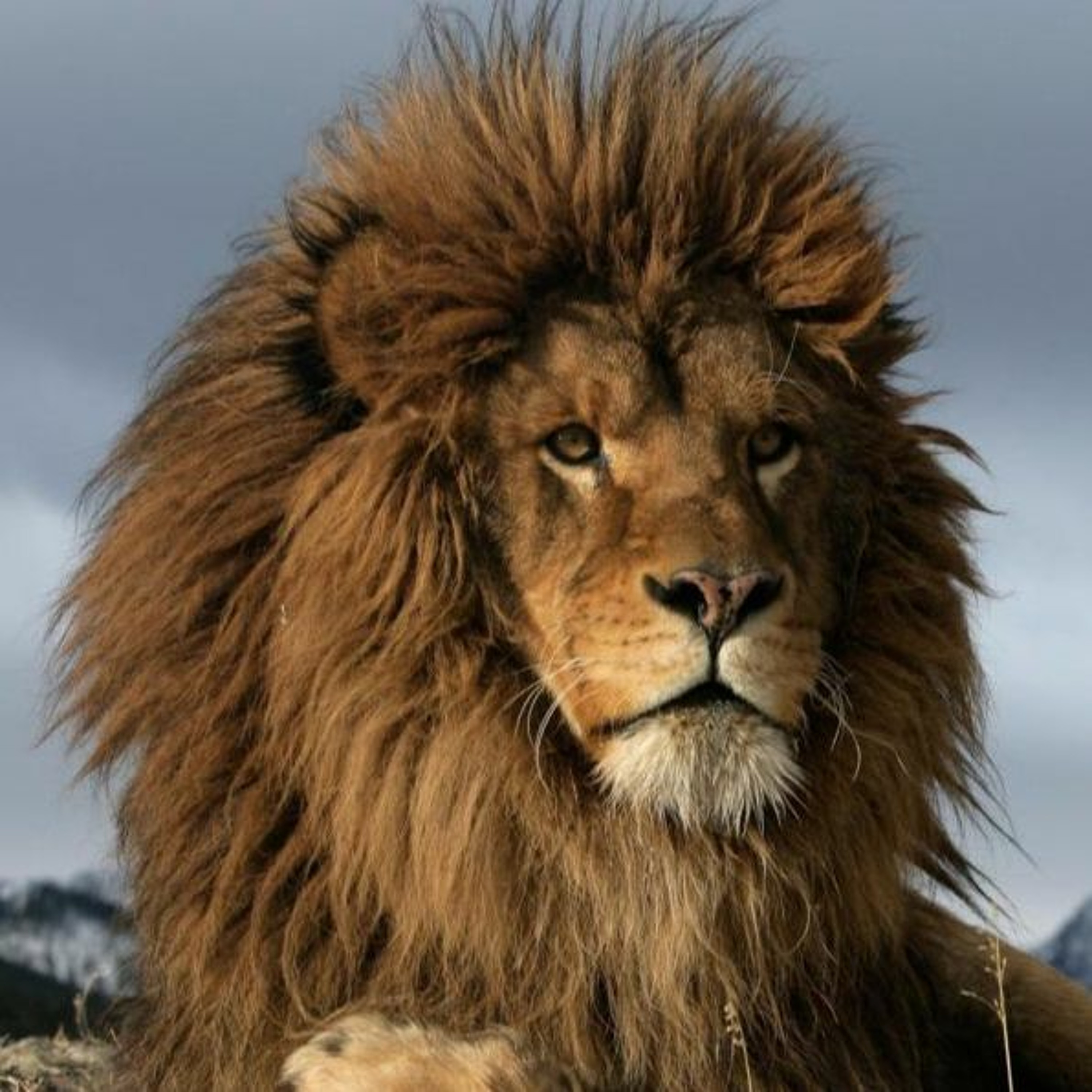 Documentary Vo - Lions Conservation. Voice Artist - Colin Cassidy. episode artwork