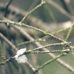 In-Valid Youth *feat Chapel - "Ascension"