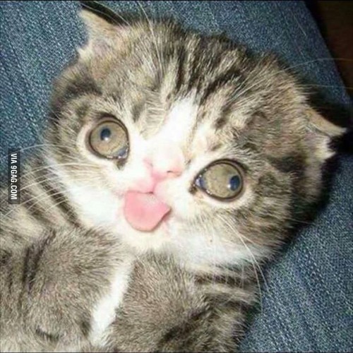 CROSSEYED CAT MIX