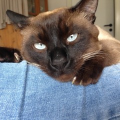 Duzenbacker - Cat on Emma in Soundcloud