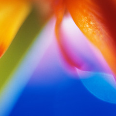 Rice Like A Phoenix ft..