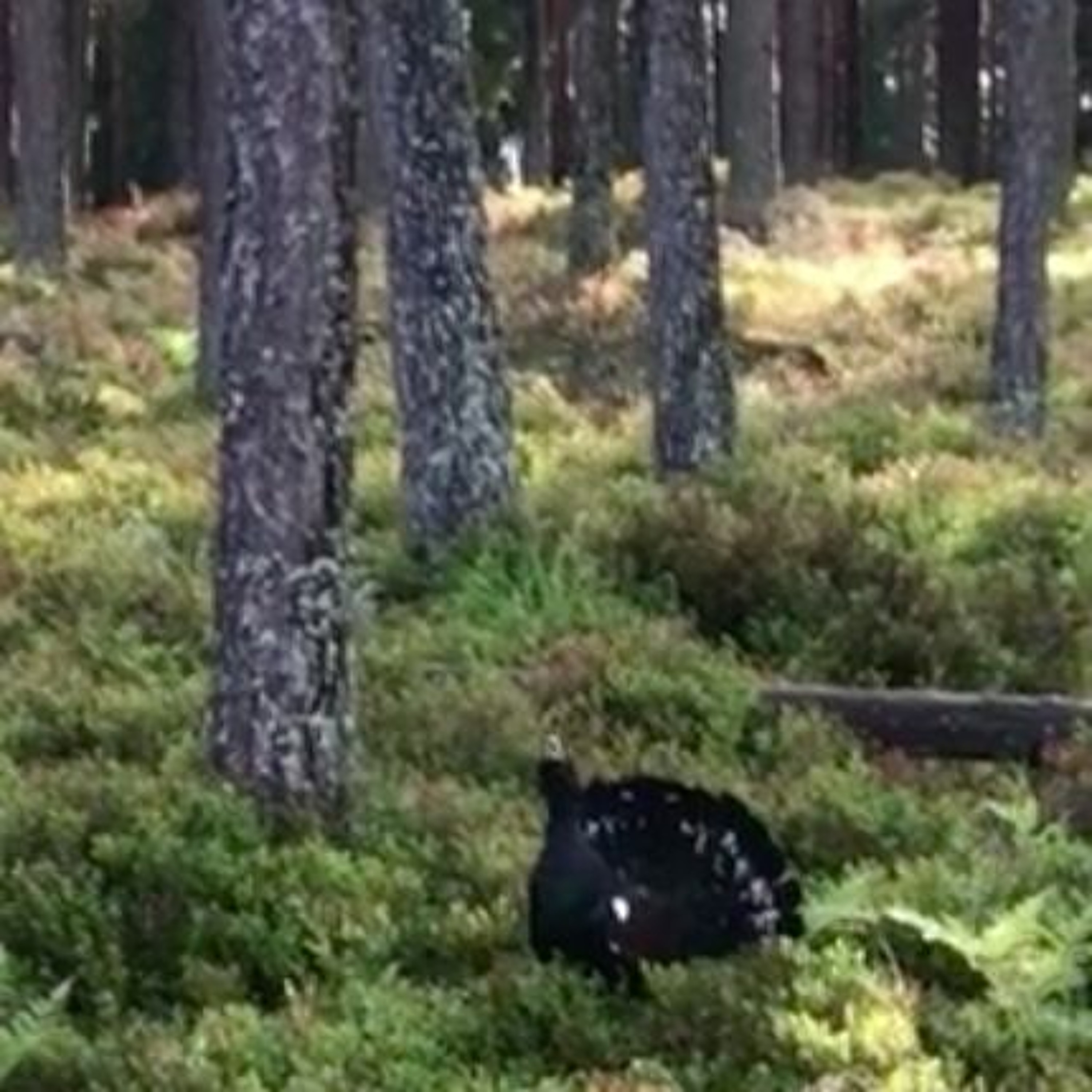 Capercaillie Cock episode artwork