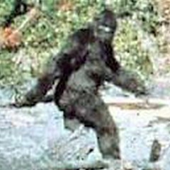 Sasquatch Beat
