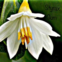 Styrax Gum