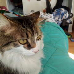 STEEZ -LATITUDES DE LA,MENTE(PROD. MISTERMOJO)