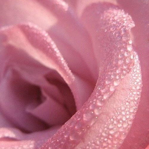 Asbo Airlines - Wet rose