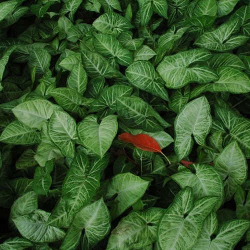 landing ❑▿❒ (sold)