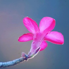 My soul longs for You