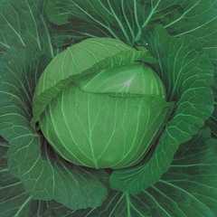 Noo$e+Orion- Cabbage*rough* (prod.Noo$e)