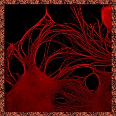 Technosphärenklänge #3 | CellF Performance with Schneider TM