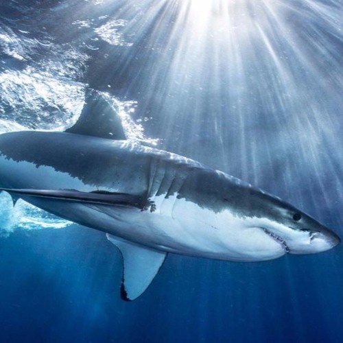 Sharkz - EnVee and Threat