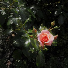 Like Me Better     chrisrea mix