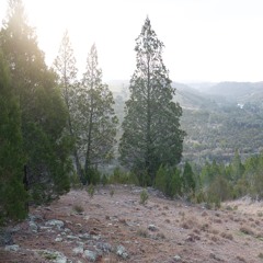 Woodstock Nature Reserve - Part 1 - 5th of August 2017