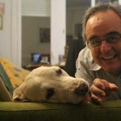 Flash, un perro labrador único