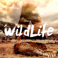 WildLife (Original Mix)