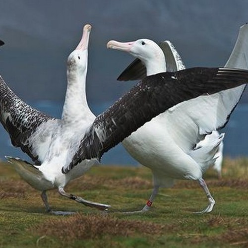 Albatross Love