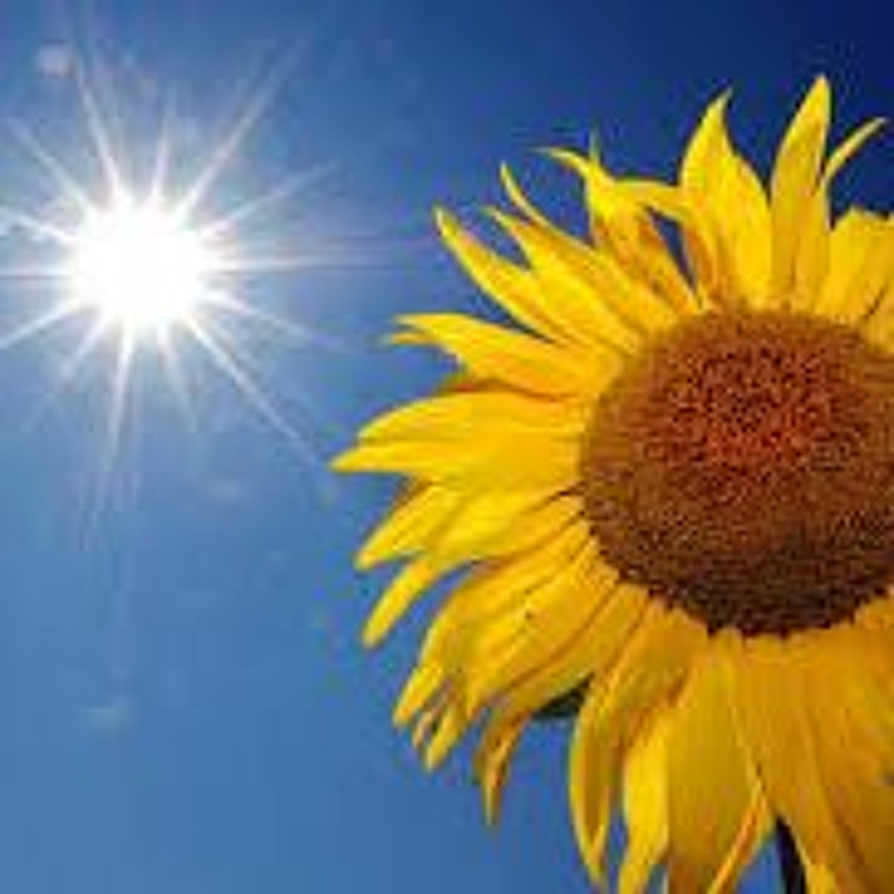 Flocalis