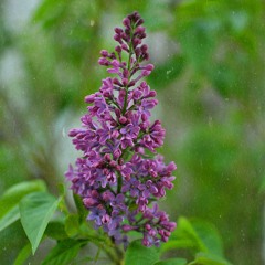 mor menekşe - ipek açar