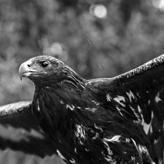 [Viking/Celtic] → Blood Eagle (Free Download)