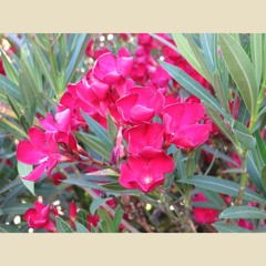 Pretty (Prod. Cig A.M.)