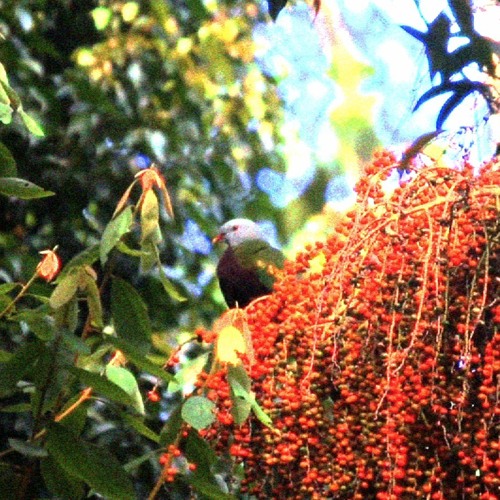Ode To A Wompoo Fruit Dove (+ Video)
