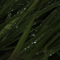 Rain  (Pair of Tins) - 30:07:2017