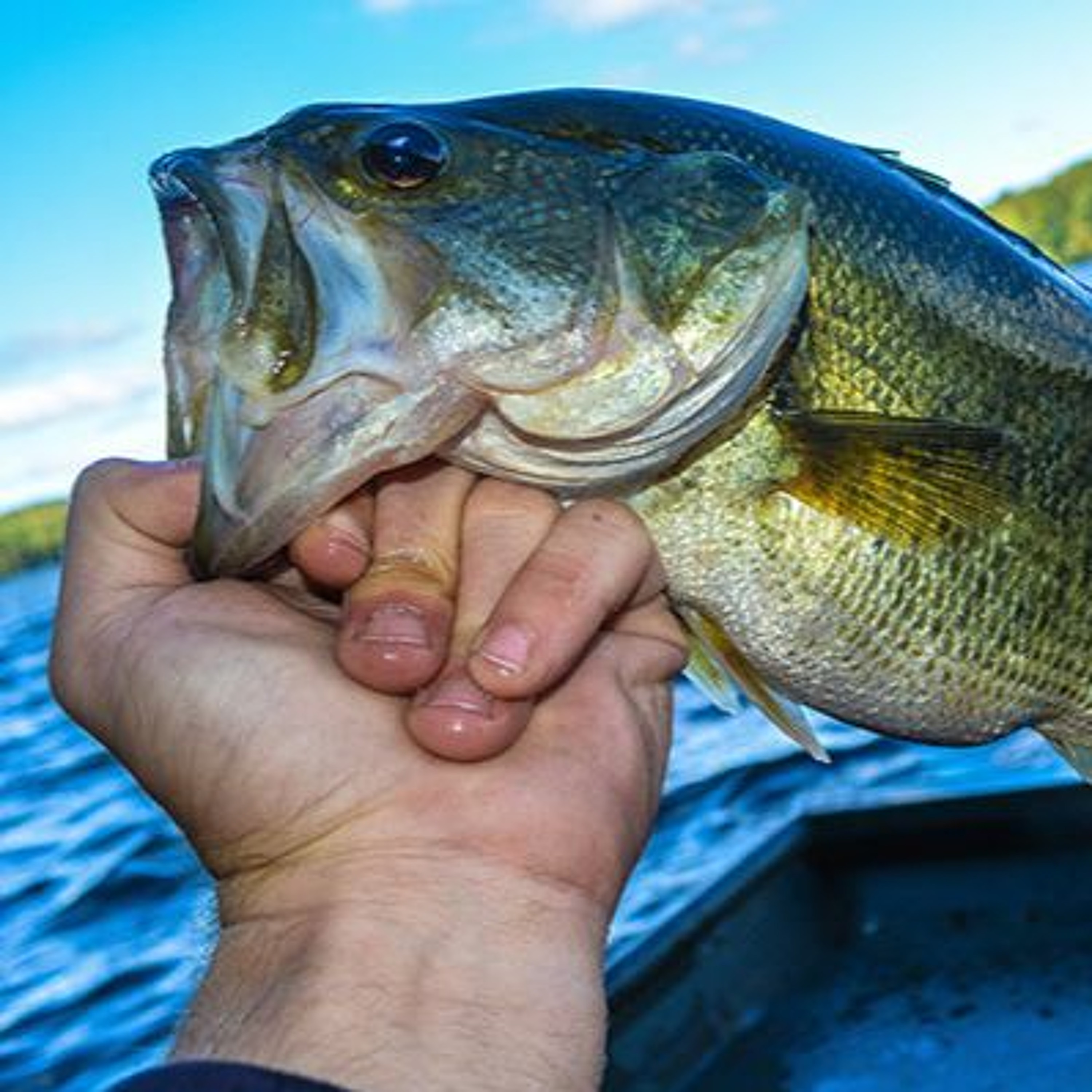 Fishing Report 08/10/17