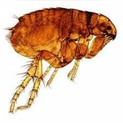 Voice Message About Fleas