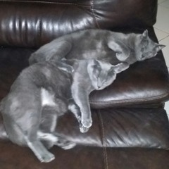 Chetta - Bon Appétit