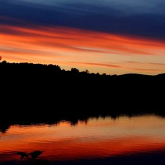 Lake Toad in the Spring