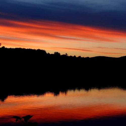 Lake Toad in the Spring