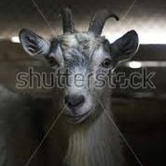 # Goat Brand 07 [ Andre Ardiansyah ] Req Diki Ananda