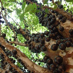 Como fazer a jabuticabeira produzir o ano todo