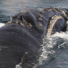 Rare whale sign captured by researchers in Alaska
