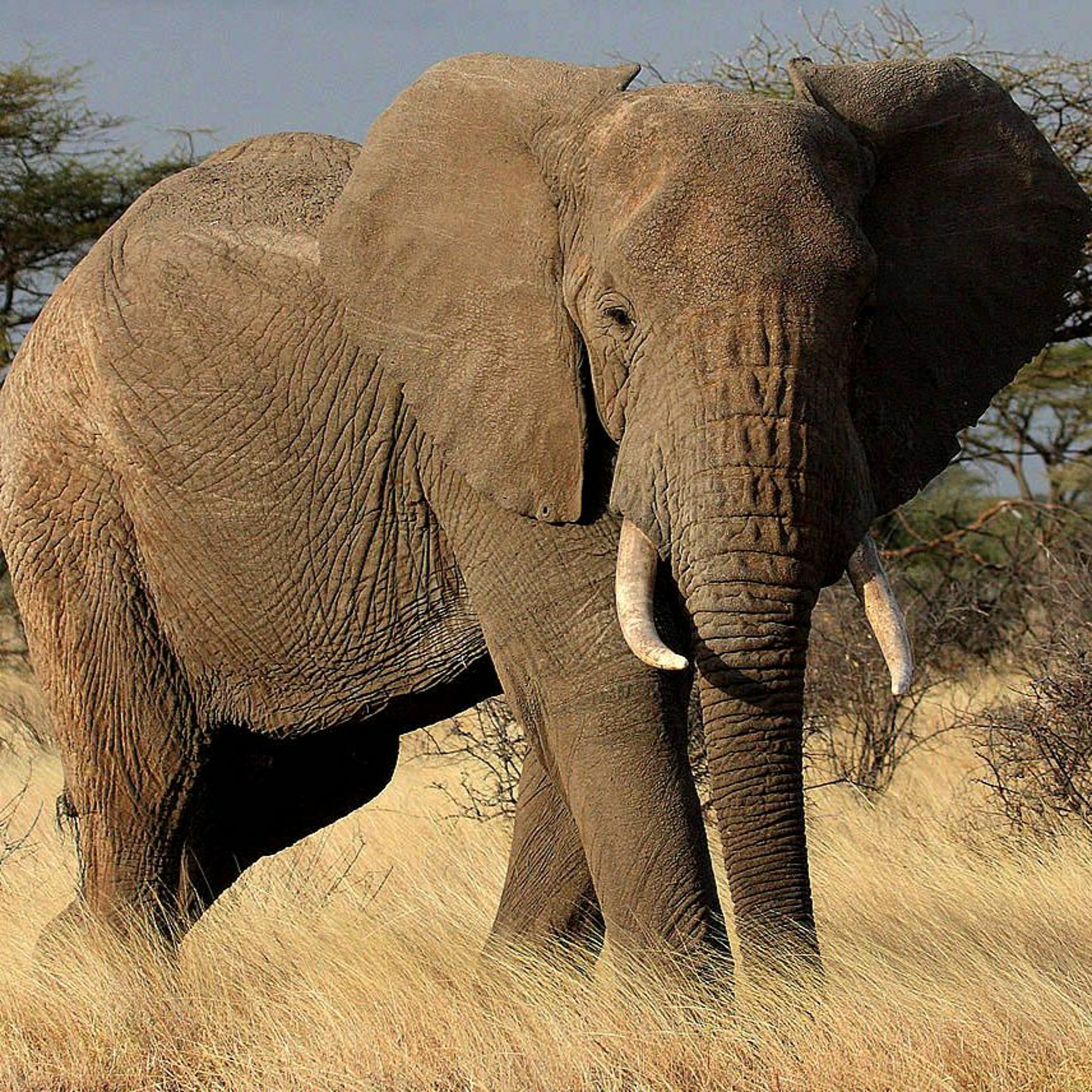 Africa's Savanna Elephants in Trouble