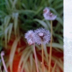 Attacked By A Beast (B-side)