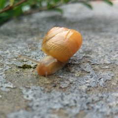 Om Many padme hum... Scloud