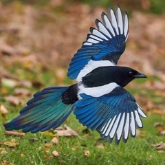 Pica Pica (anonymous)