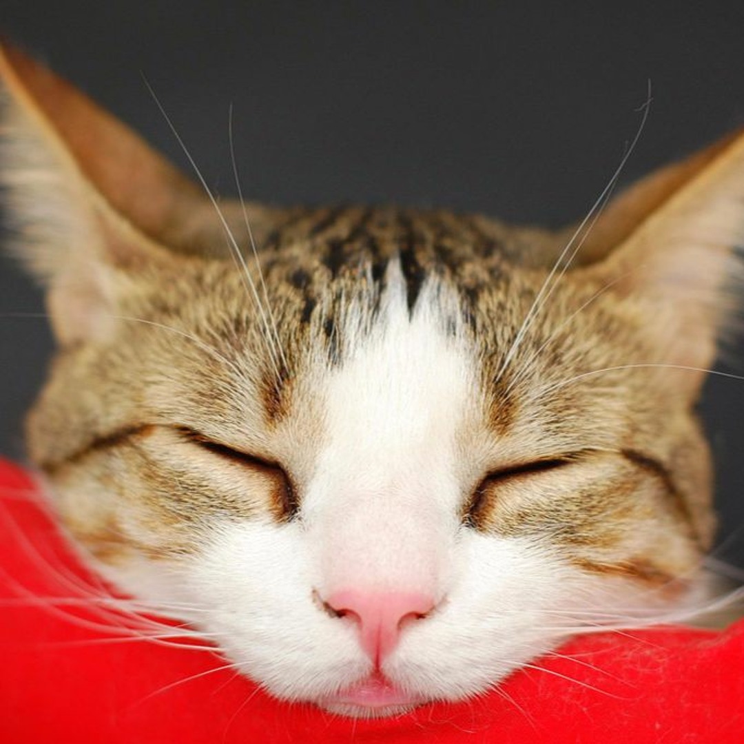 artworks-000238033865-2sxs29-