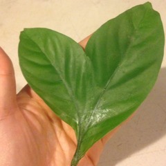 MARIA DAMIAO, Mapia 2008