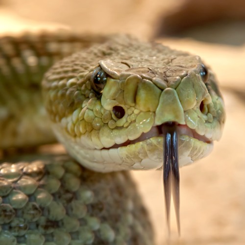 Lurking Evil